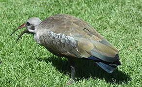 Hadada Ibis