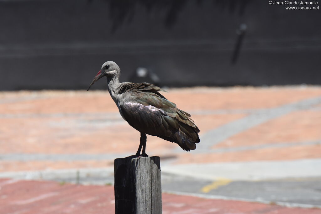 Hadada Ibis