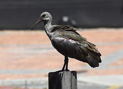 Hadada Ibis