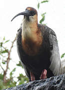 Buff-necked Ibis