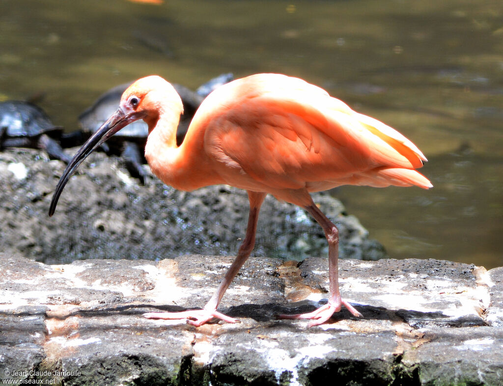 Ibis rouge