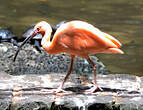 Ibis rouge