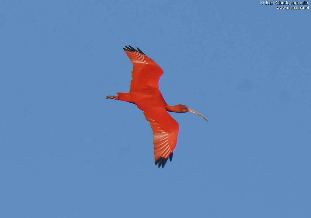 Scarlet Ibis