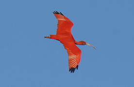 Scarlet Ibis