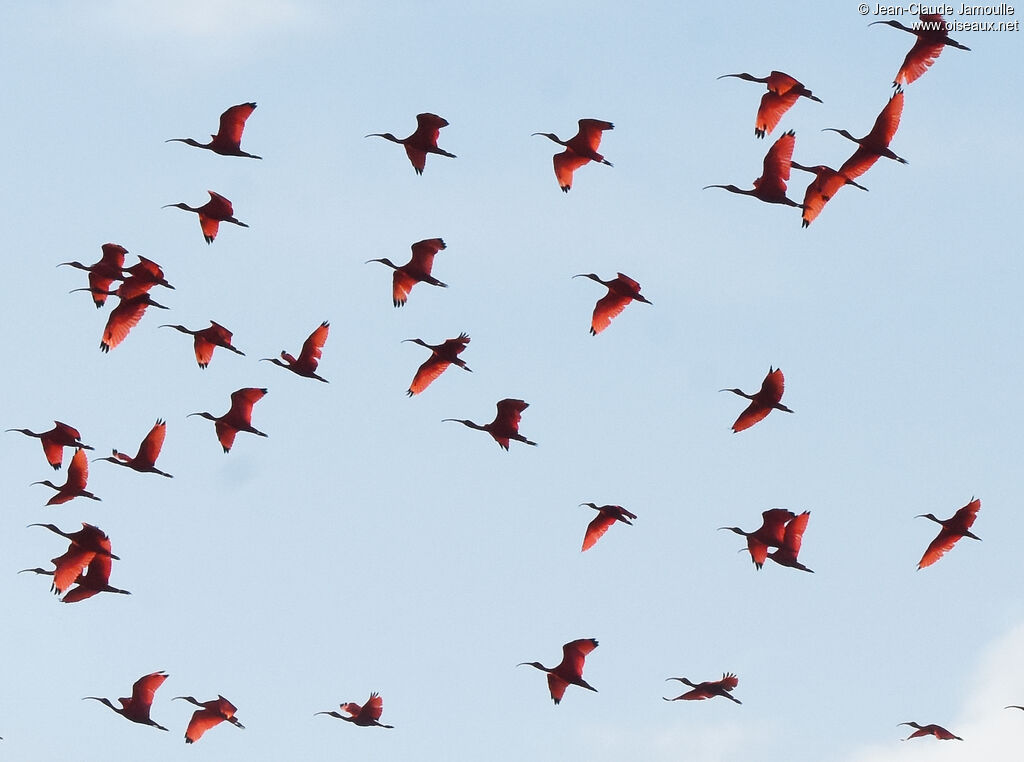 Scarlet Ibis