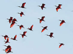 Scarlet Ibis