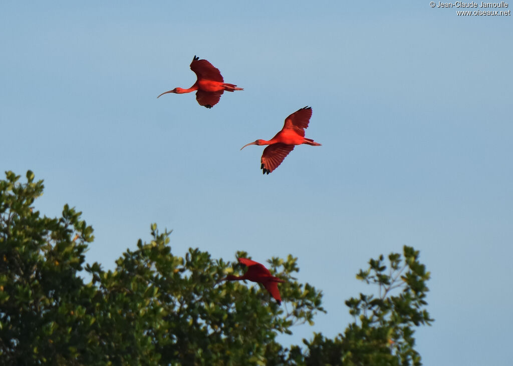 Scarlet Ibis