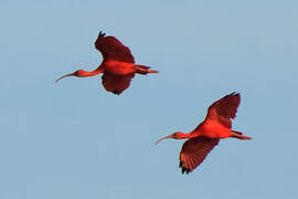 Scarlet Ibis