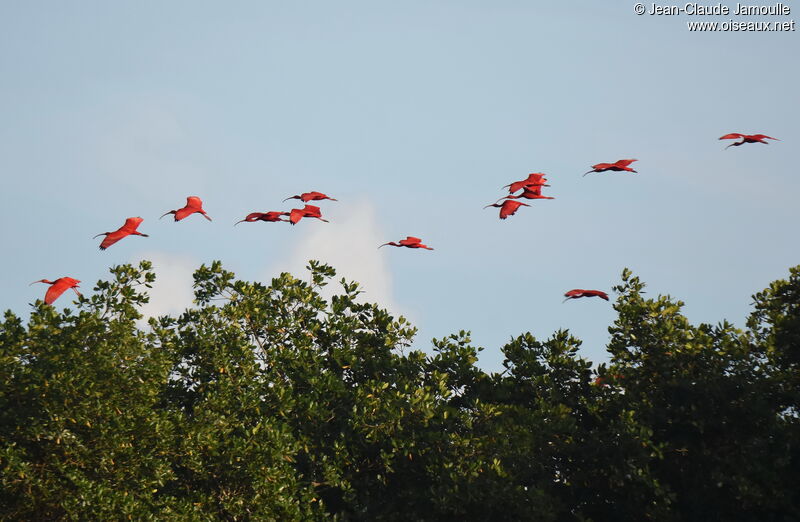 Scarlet Ibis