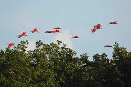 Scarlet Ibis