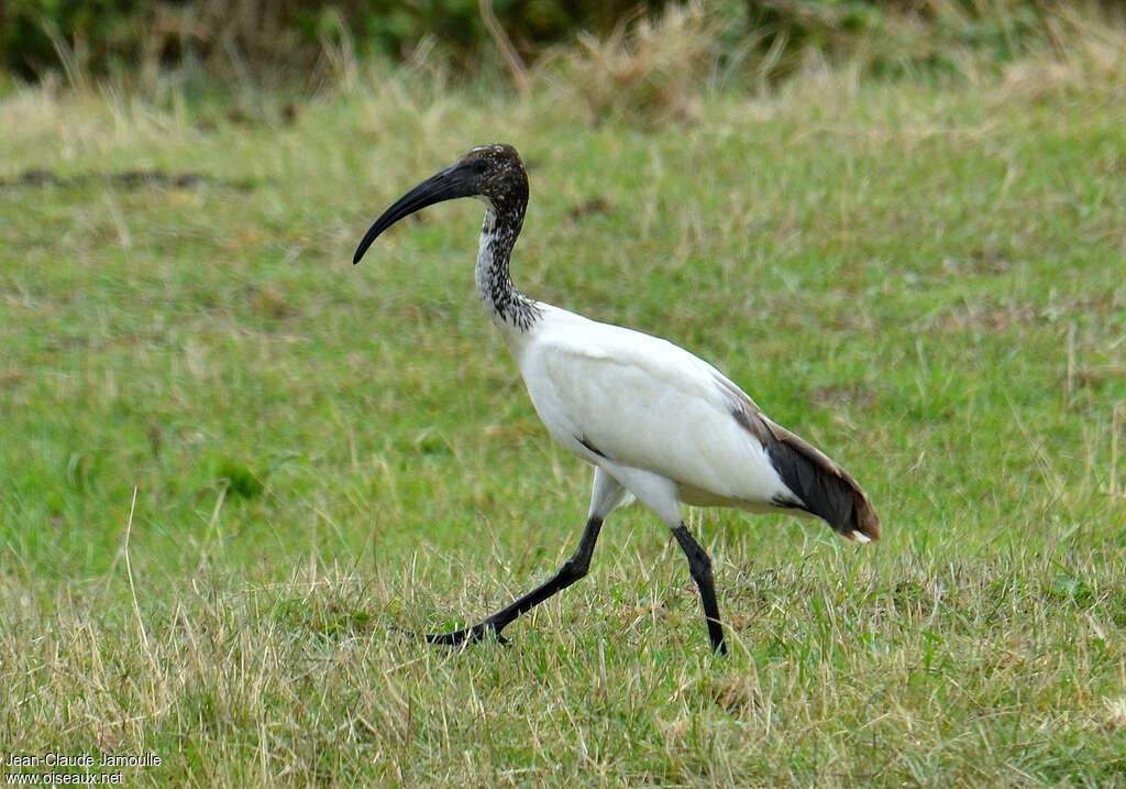 Ibis sacréimmature, identification