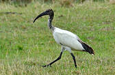 Ibis sacré