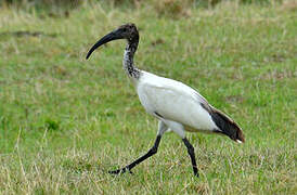 African Sacred Ibis