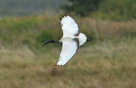 African Sacred Ibis