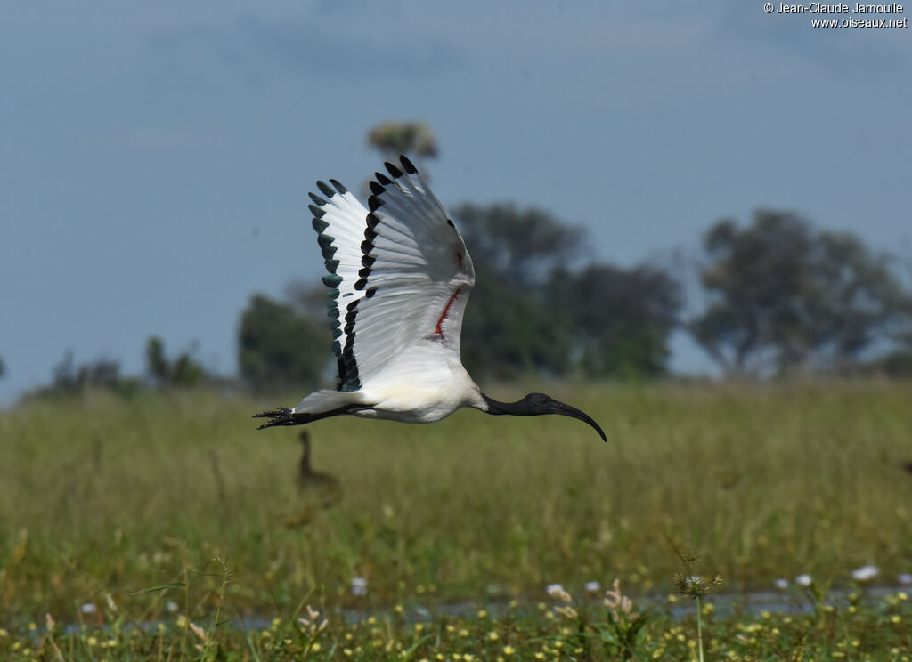 African Sacred Ibis