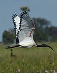 Ibis sacré