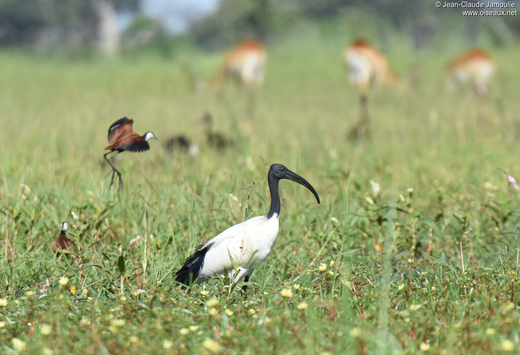 African Sacred Ibis