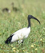 African Sacred Ibis