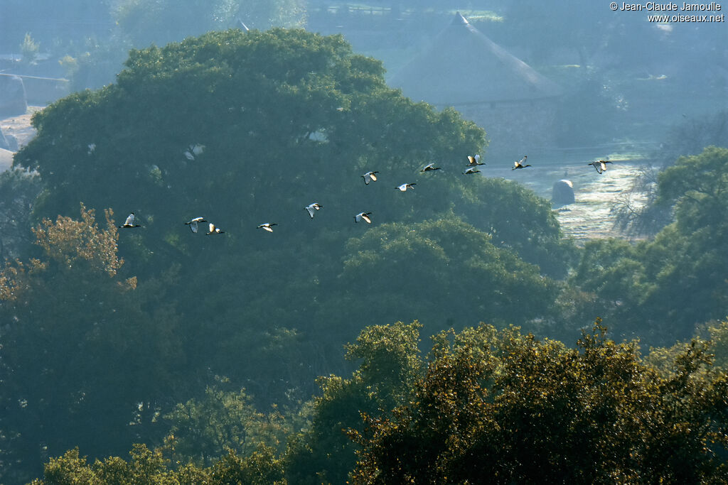 Ibis sacré