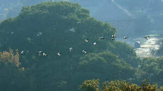 African Sacred Ibis