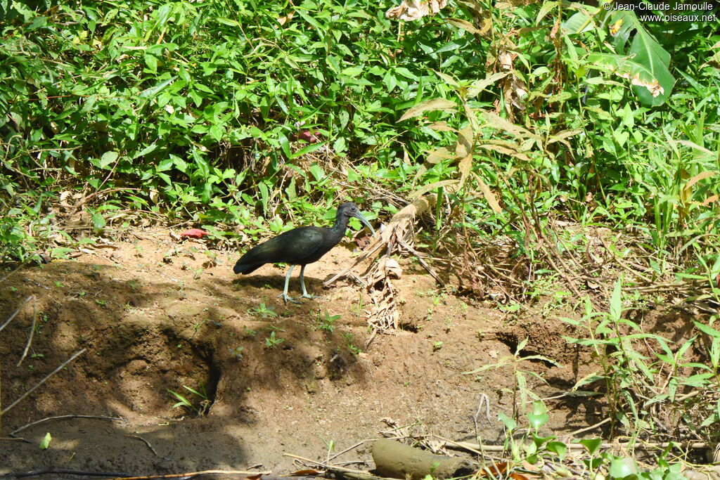 Green Ibis