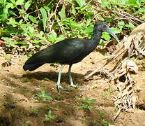 Green Ibis