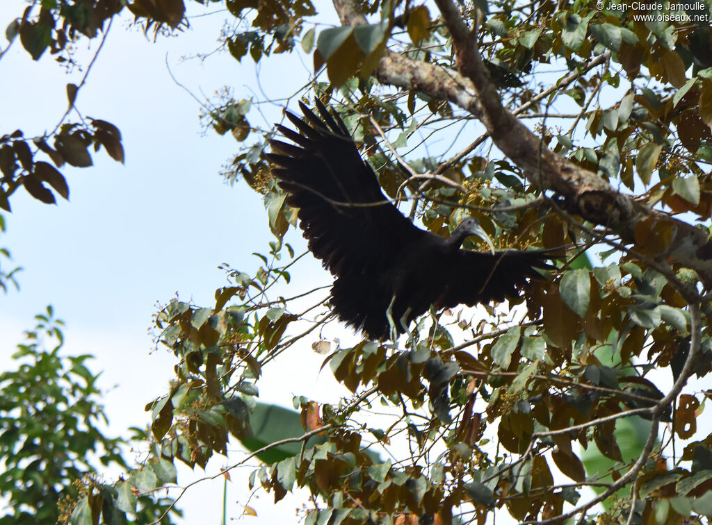 Green Ibis