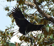 Green Ibis