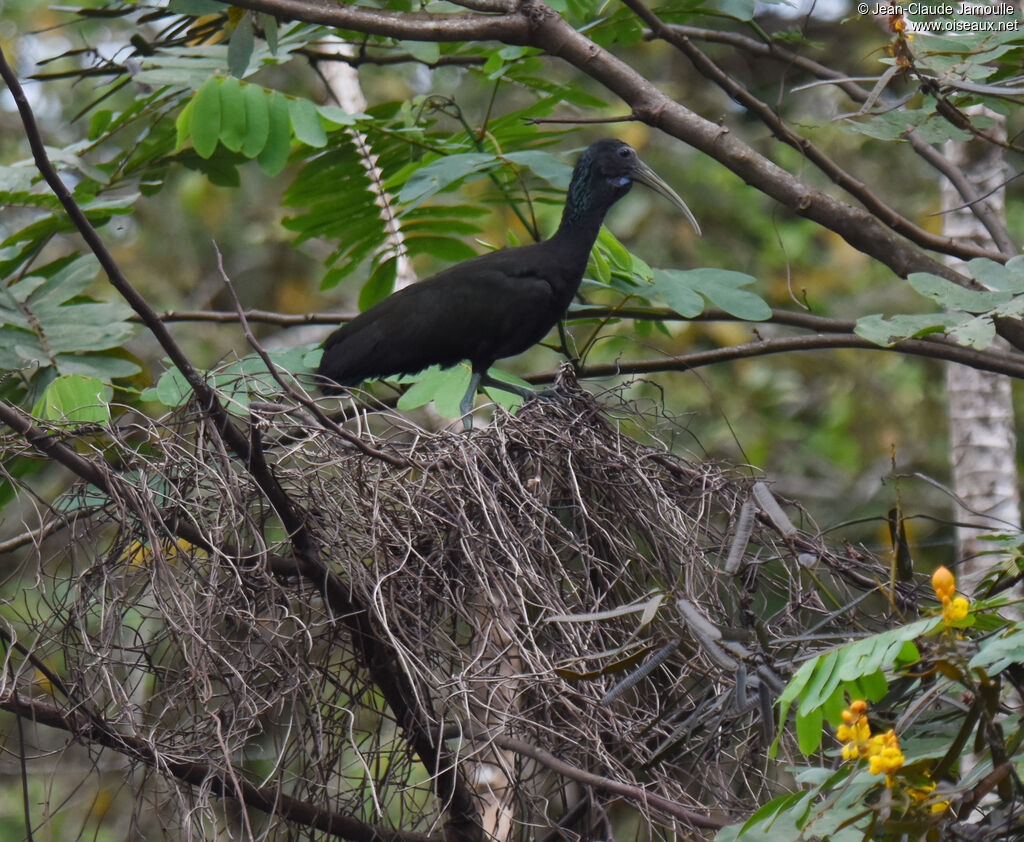 Green Ibis