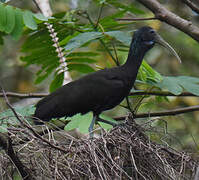 Green Ibis