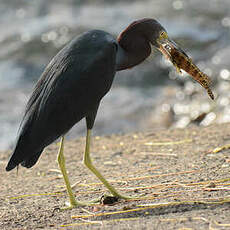 Aigrette bleue