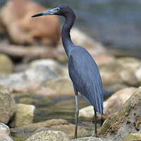 Aigrette bleue