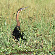 Anhinga d'Afrique