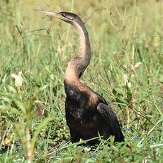 Anhinga d'Afrique