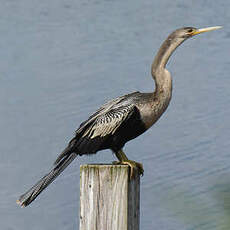 Anhinga d'Amérique