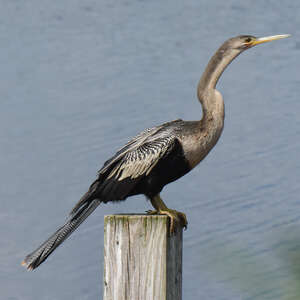 Anhinga d'Amérique