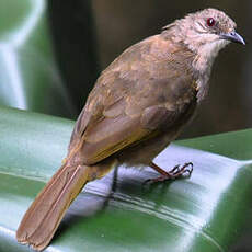 Bulbul aux ailes olive