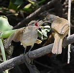 Bulbul de Conrad