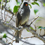 Bulbul de Madagascar