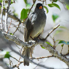Bulbul de Madagascar