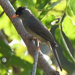Bulbul de Madagascar