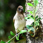 Bulbul des jardins