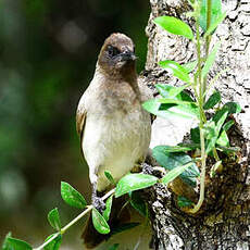 Bulbul des jardins