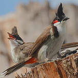 Bulbul orphée