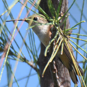 Colibri des Bahamas