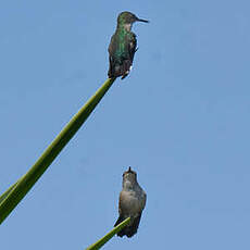 Colibri nain