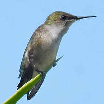 Colibri nain