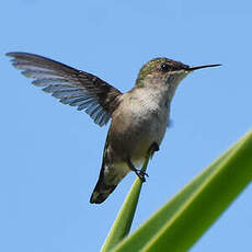 Colibri nain