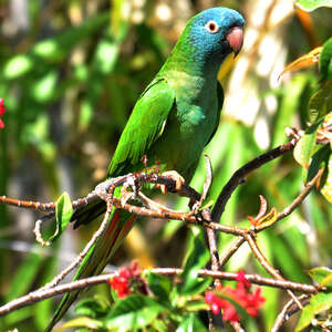 Conure à tête bleue