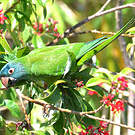 Conure à tête bleue